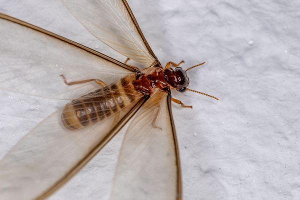 Winged Termite Control