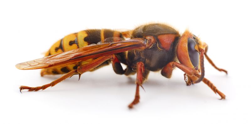 European Hornet Extermination