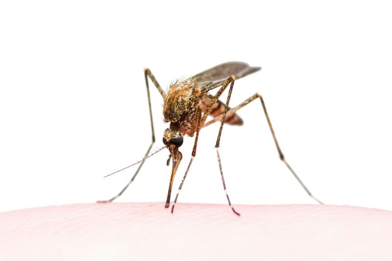 Fly And Mosquito Prevention Tips For Properties