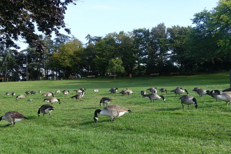 Geese Removal Service