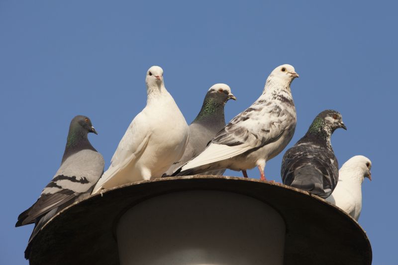 Pigeon Proofing Service