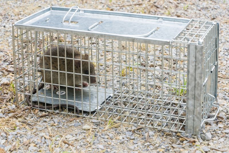 Rat Trapping Service