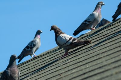 Roof Bird Proofing Service