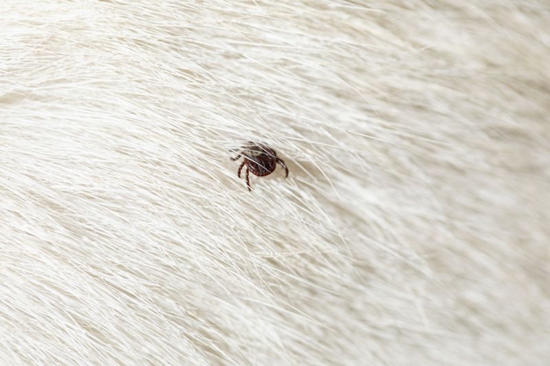 Spring Flea And Tick Prevention Tips For Homes And Businesses