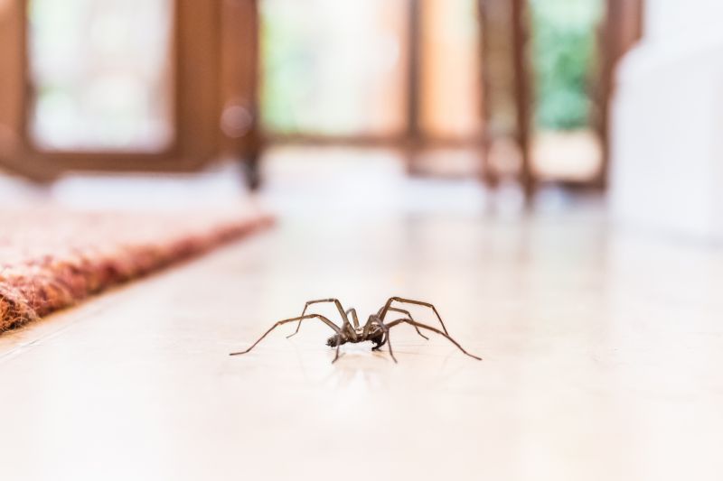 Wolf Spider Removal